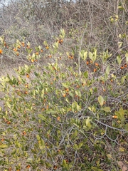 Gardenia jasminoides