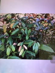 Excoecaria cochinchinensis