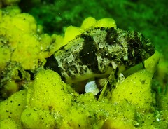 Centropogon australis