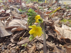 Gymnospermium kiangnanensis