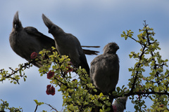 Corythaixoides concolor