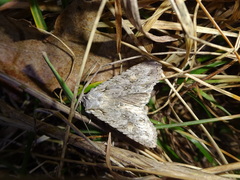 Lithophane ornitopus