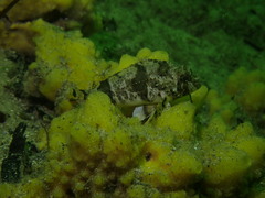 Centropogon australis