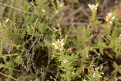Crassula dependens