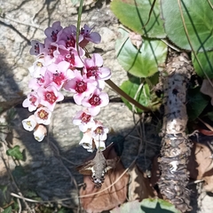 Macroglossum stellatarum