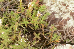 Crassula dependens