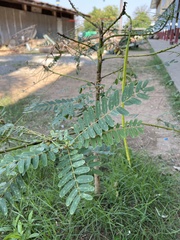 Sesbania grandiflora