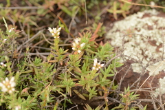 Crassula dependens