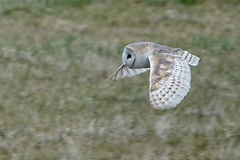 Tyto alba alba