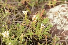 Crassula dependens