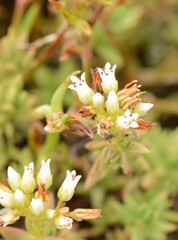 Crassula dependens