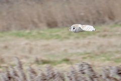 Tyto alba alba