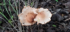 Armillaria luteobubalina