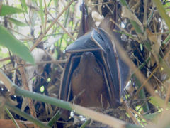 Cynopterus brachyotis