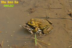 Pelophylax nigromaculatus