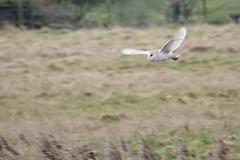 Tyto alba alba