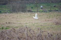 Tyto alba alba