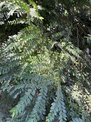 Cassia javanica