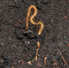 Geophilidae