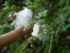 Eriocapitella vitifolia