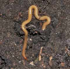 Geophilidae