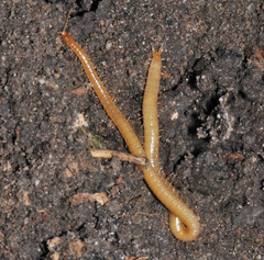 Geophilidae