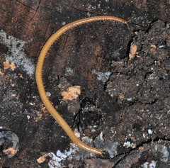 Geophilidae