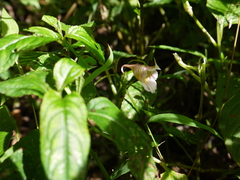 Impatiens uniflora