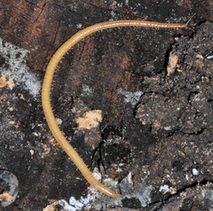 Geophilidae