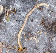 Geophilidae
