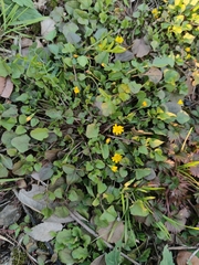 Lapsanastrum apogonoides