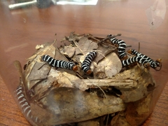 Xanthopastis regnatrix