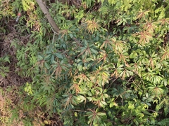 Pieris japonica