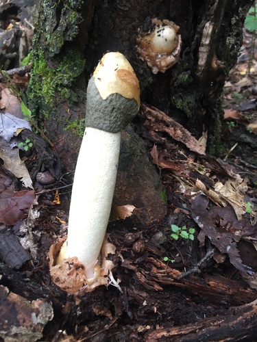 Ravenel's stinkhorn