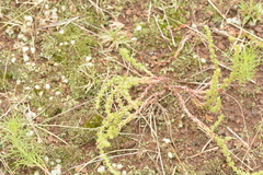 Crassula lanceolata transvaalensis