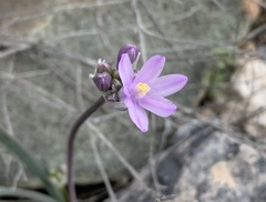 Dipterostemon capitatus pauciflorus