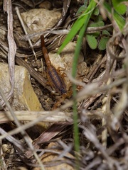 Centruroides vittatus