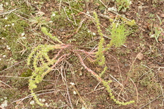 Crassula lanceolata transvaalensis