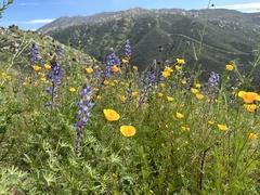 Lupinus sparsiflorus