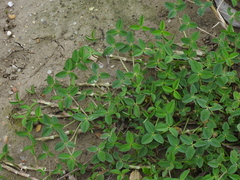 Trifolium fragiferum