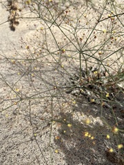 Eriogonum thomasii