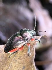 Lampromicra aerea