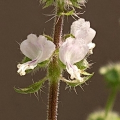 Ocimum × africanum