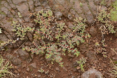 Euphorbia inaequilatera