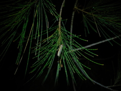 Palaeosia bicosta
