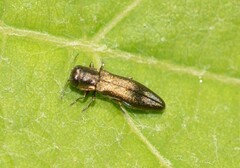 Agrilus convexicollis