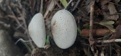 Leucocoprinus brebissonii