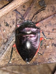 Lampromicra aerea