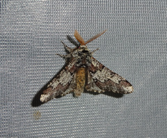 Biston strataria