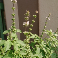 Ocimum × africanum